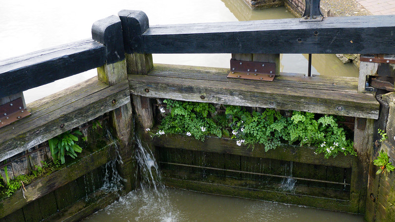 Lock gate vegetation, Stratford on Avon
