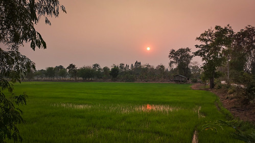 thailand sunset sun tree green sukhothai field rice rural scene beautiful beauty country