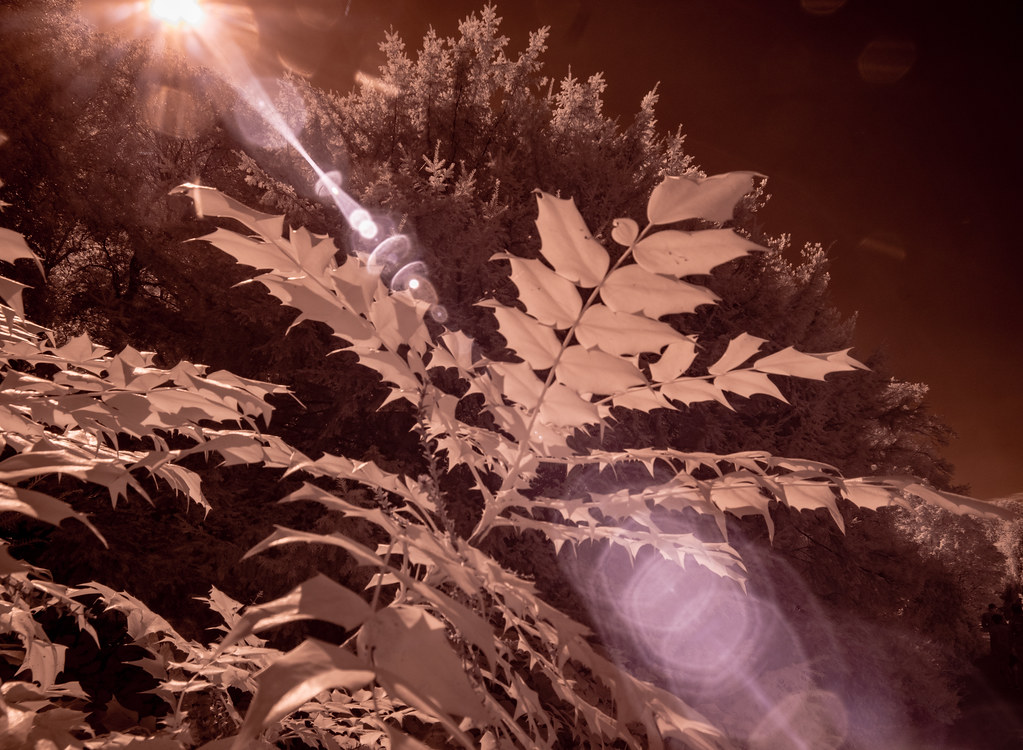 Plant IR_6