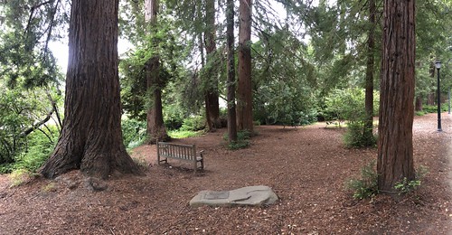 Heyns Redwood Grove, UC, Berkeley