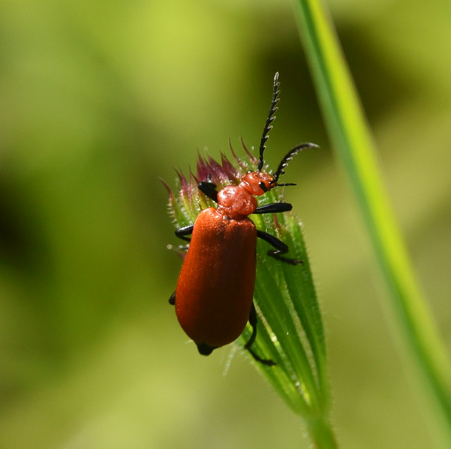 Red-headed Cardinal Beetle, Dinton Pastures