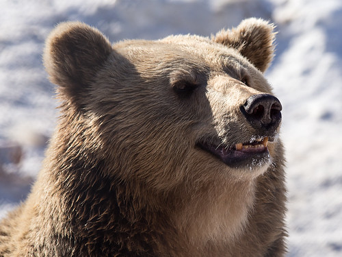 polarpark bardu norway arcticcircle vikingsky bear brownbear