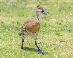 West Indian Whistling-Duck on lawn