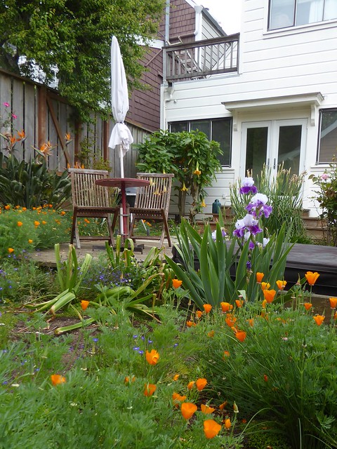 San Francisco, CA, Noe Valley, Visiting My Son, Shared Backyard Garden