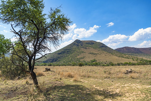 landscape scenery view tree hill savanna bush vegetation sky blue cloud lionsafaripark johannesburg southafrica nikon d850