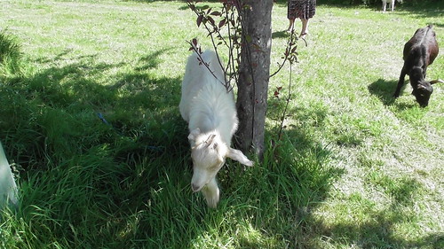 Goats at Whickham School May 19 (3)