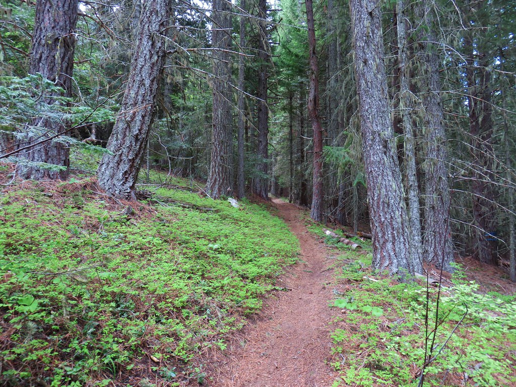 Surveyor's Ridge Trail
