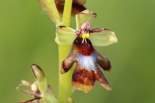 Fly Orchid Ophrys insectifera var. luteomarginata