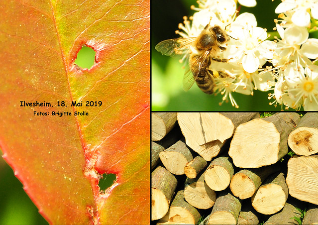 Bienen, Rosenknospen, Brennholz und schmiedeeiserne Tische - Fundstücke bei einem Spaziergang ... Fotos: Brigitte Stolle