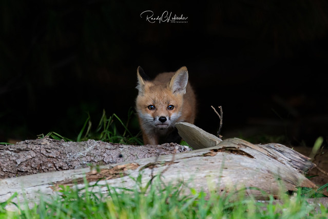 Red Fox - Vulpes vulpes | 2019 - 3