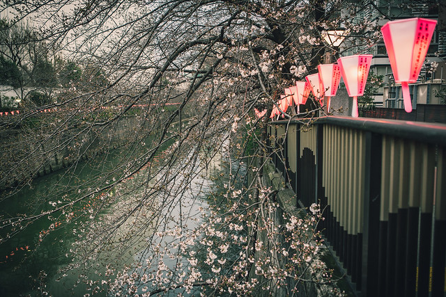 Meguro River Cherry Blossoms Promenade - Tokyo, Japan
