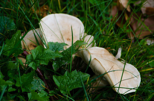Pair of St George's mushrooms