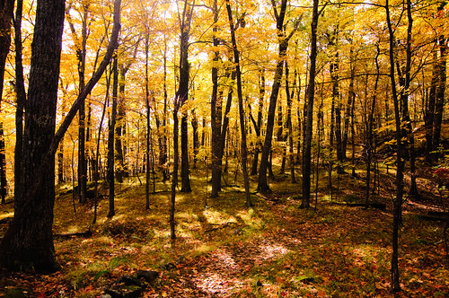 autumn beautiful colorful fall nature forest trees seasons ny woods wideangle boltonlanding tonguemountain nikond300 1116mmf28 usa unitedstates landscapeorientation photography photo