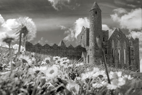 cashel tipperary countytipperary ireland church cathedral ruins ruin decay flowers daisy daisies religion landscape rockofcashel