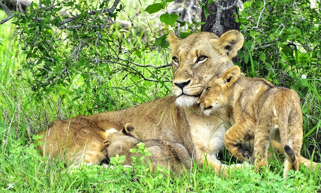 Family Portrait - lioness mother and cubs @ wilds, near Kruger SA