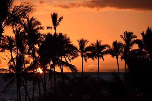 palmtrees landscape ©bradmaberto d7200 hawaii goldenhour bigisland nikon sunset pacificocean ocean