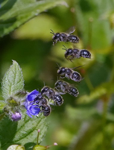 Solitary bee | Osmia caerulescens female. | Andy Johnson | Flickr