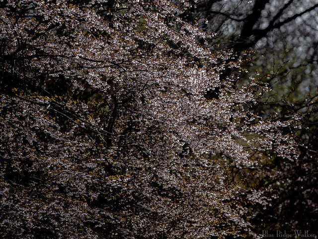 Cherry blossoms on the Fujisan skyline