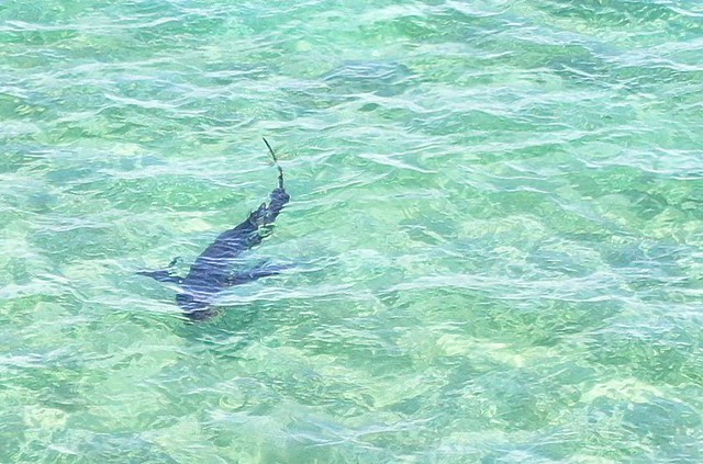 Avvistamento squalo sulla riva di una spiaggia della provincia di Palermo