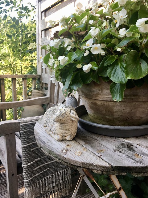 Plant met witte bloemen op houten tafeltje