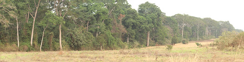 uganda africanlandscapes forest budongoforest safari rainforest africa