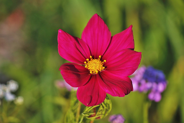 Cosmos rouge