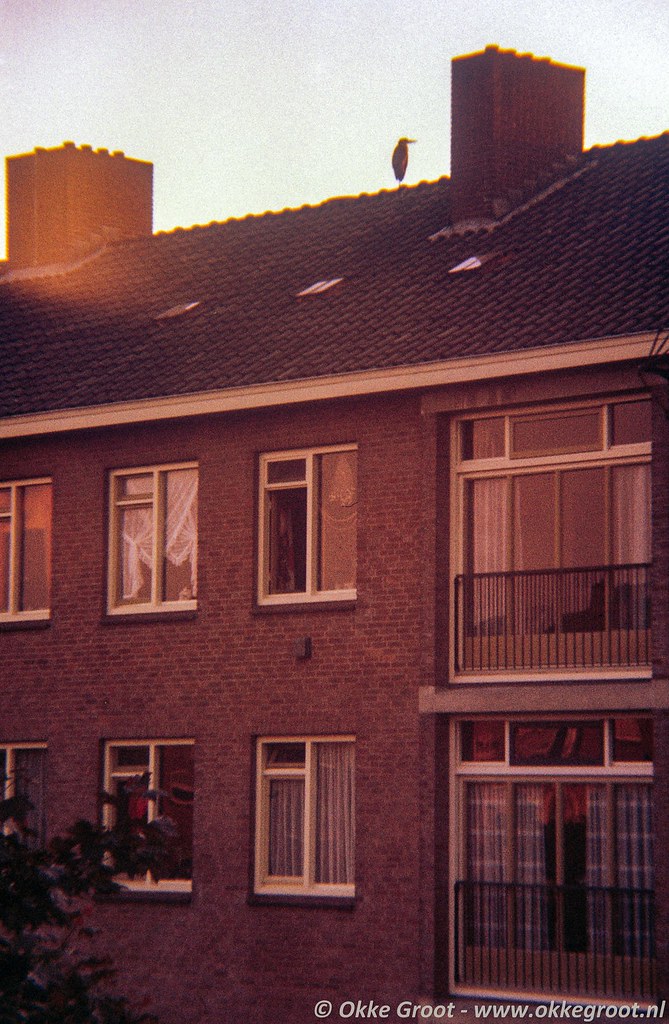 Werengouw, Nieuwendam