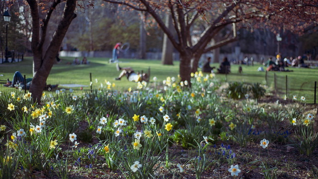 Spring in the Park