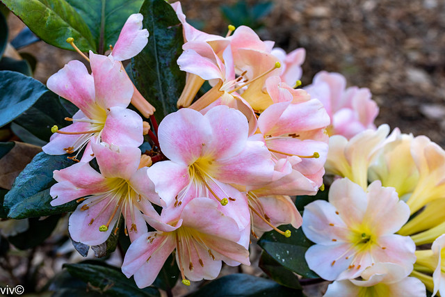 Pinkish Rhododendrons in winter bloom