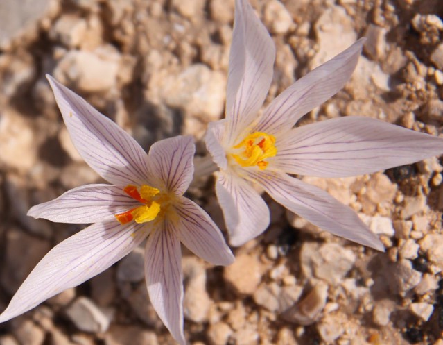1401 Desert Blooms