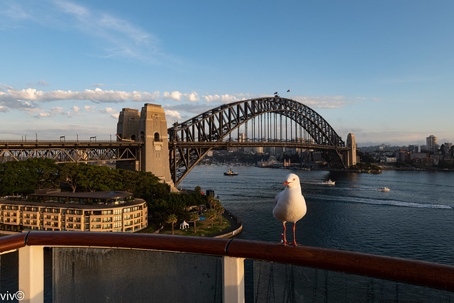 Historic Sydney Harbour Bridge/Seagull at dawn, Sydney, New South Wales, Australia