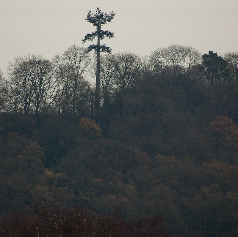 Strange tree