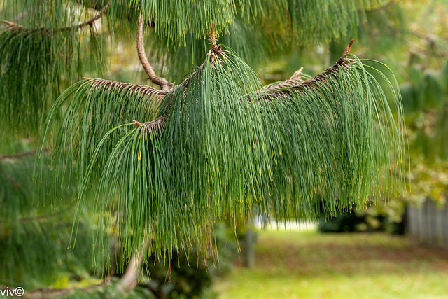 Lovely Patula Pine needle leaves