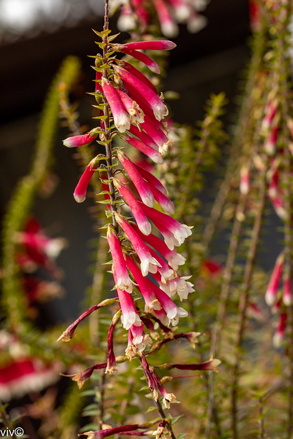 Native Fuchsia Heath flowers