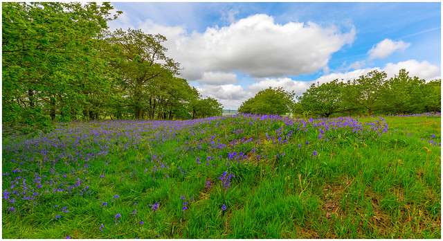 The Bluebells Of North Yorkshire