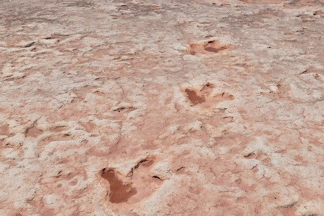 Moenkopi Dinosaur Tracks