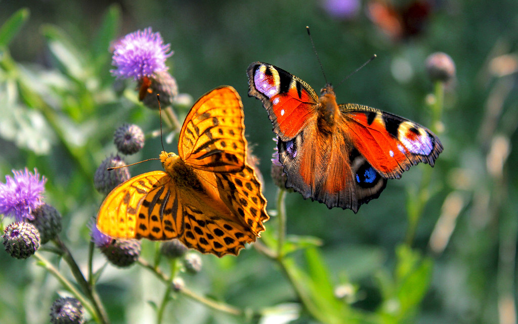 Russian Federation, Nature of Moscow, the Beautiful Butterflies on the Flowers of Thistle in the city Park near 