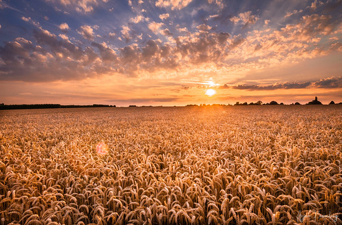 grain fields summer sunset oteppe belgium olympus omd em5ii