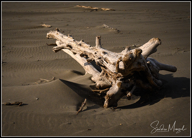 Driftwood by Moonlight