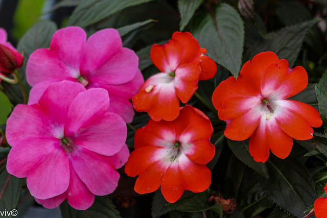 Pink and crimson Impatiens in our garden