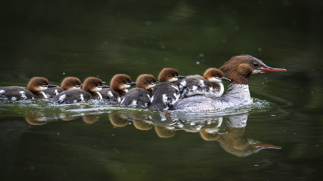 Mama Common Merganser with a 