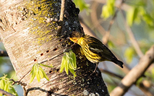 Cape May Warbler feeding at Yellow-bellied Sapsucker sap wells.