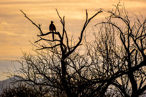 animal arizona bird usa bokeh clouds environmentalportrait roadrunner silhouette sunrise tree weather buenosairesnationalwildliferefuge lascienegasempireranch nikon panorama
