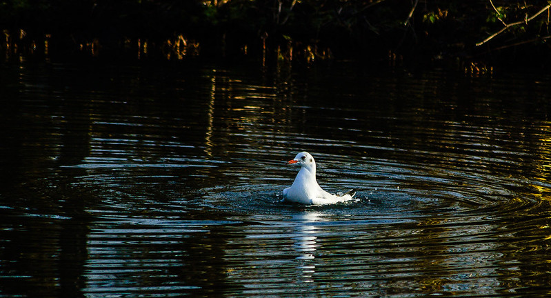 Gull bathing