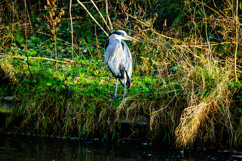 Young heron
