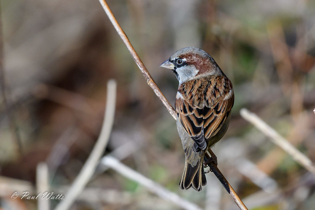 House Sparrow (m) Passer domesticus