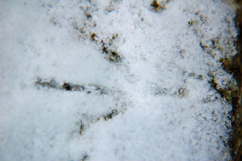 Wood pigeon footprint