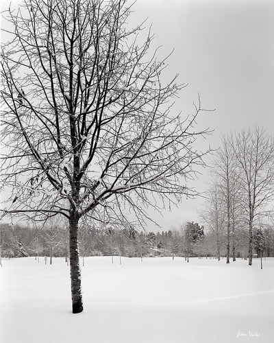 Birch, January - 一月の白樺 by Jukka Vuokko