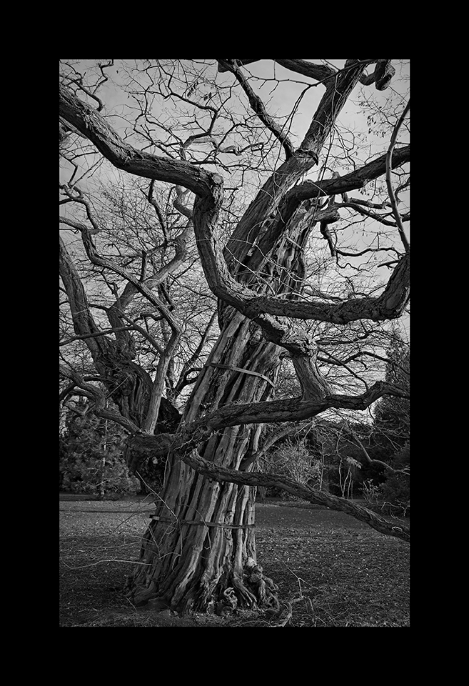 Black Locust Tree by Nicholas M Vivian