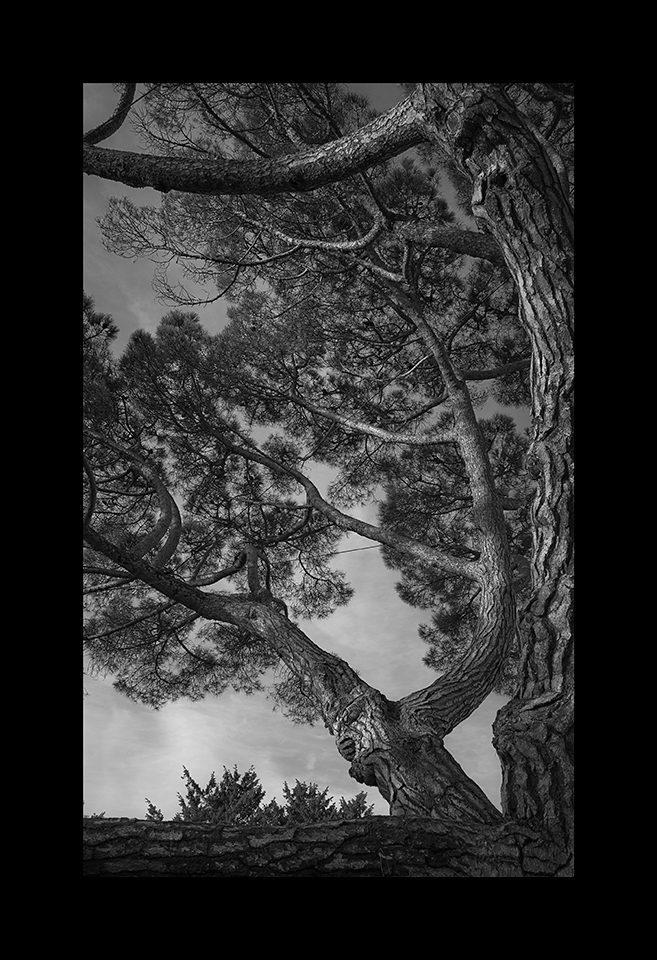 Stone Pine by Nicholas M Vivian